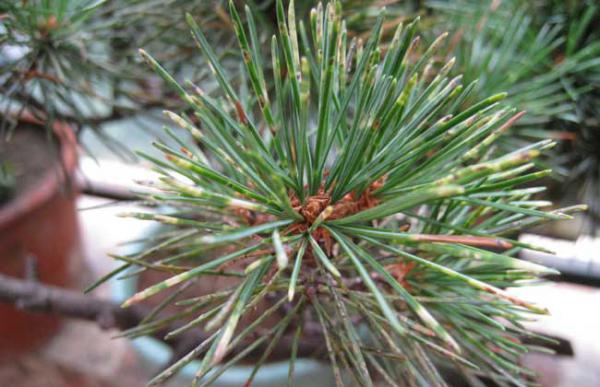 盆栽五针松怎么养?