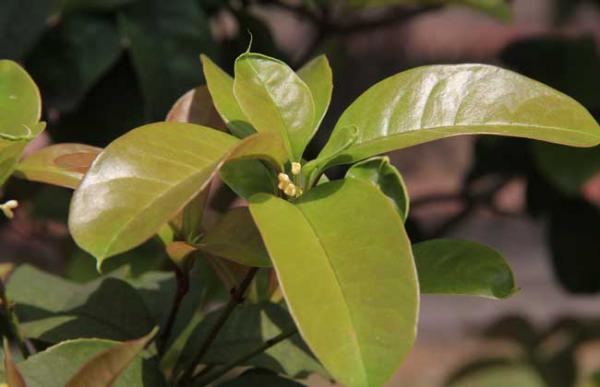 四季桂什么时候开花?