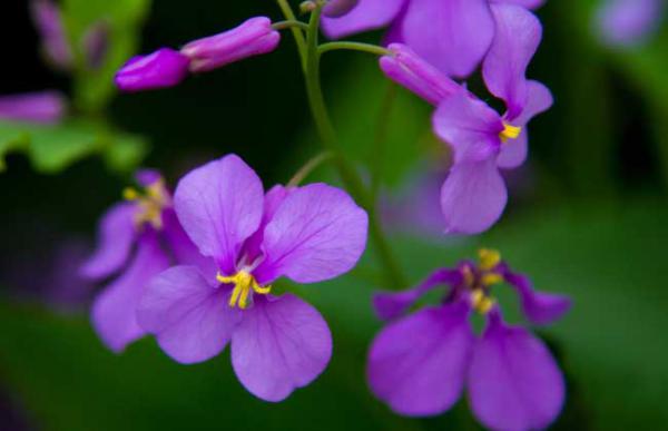 盆栽二月兰怎么养?