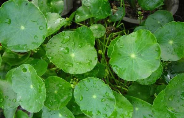 盆栽金钱草怎么养?