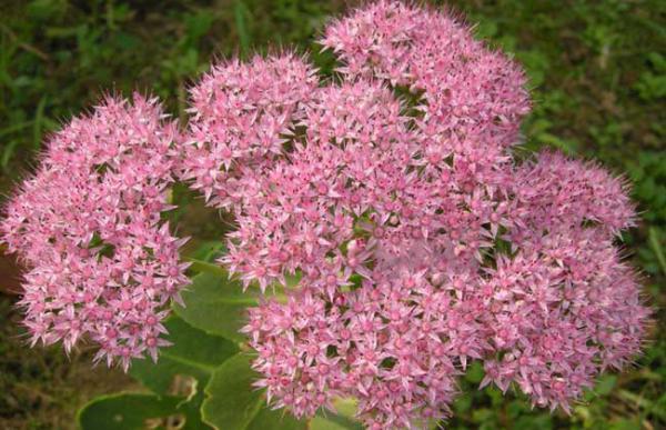 盆栽八宝景天怎么养?