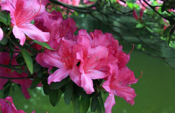 毛鹃什么时候开花?