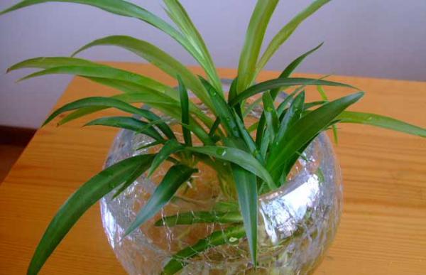 什么花好养又好看?