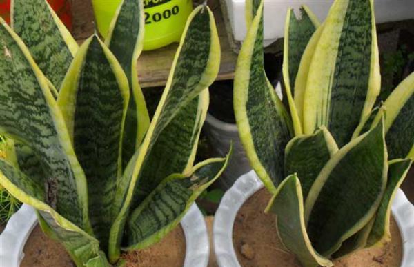 养虎皮兰有什么作用？