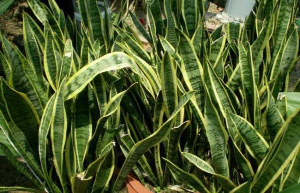 金边虎尾兰怎么养才好?