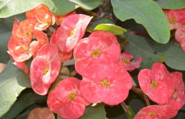 盆栽虎刺梅怎么养?