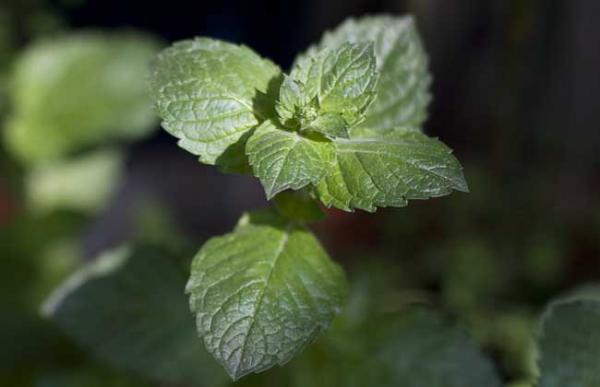 水培薄荷怎么养?
