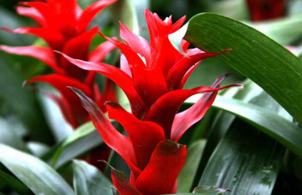 盆栽凤梨花怎么养?