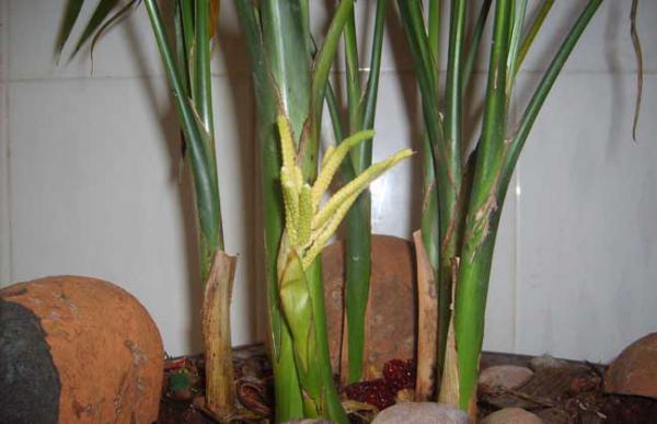 盆栽凤尾竹怎么养?