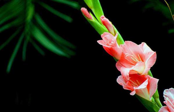 盆栽剑兰怎么养才好?