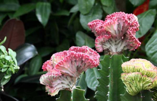 盆栽金麒麟花怎么养?