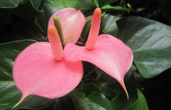 粉掌叶子发黄怎么办?