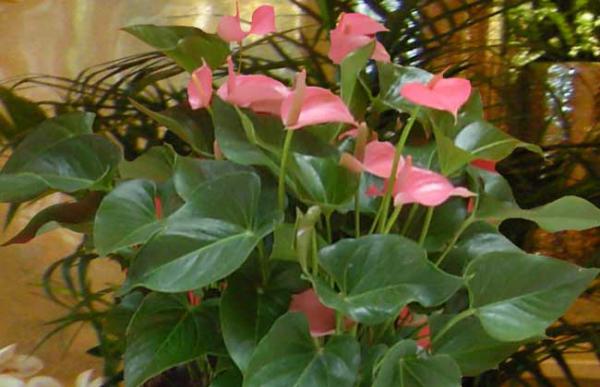 盆栽粉掌怎么养才好?