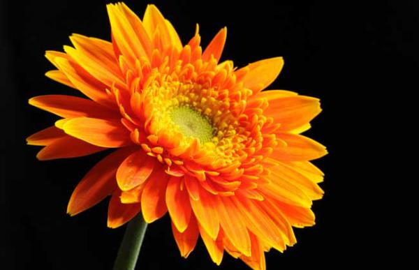 盆栽非洲菊怎么养?