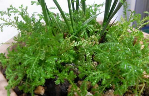 盆栽翠云草怎么养?