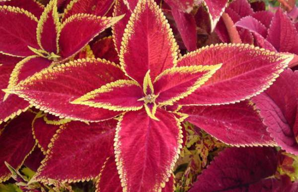 盆栽彩叶草怎么养?