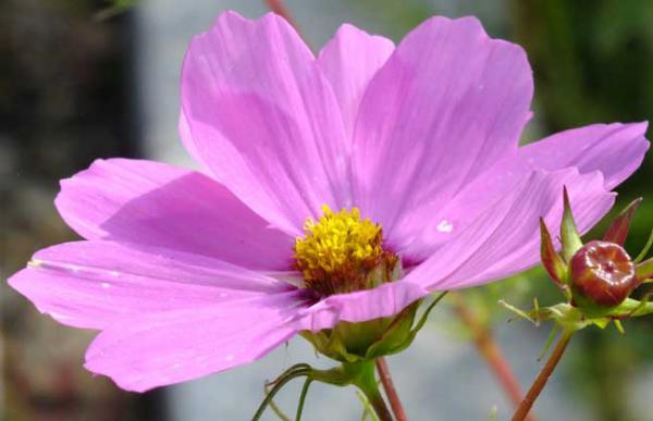 盆栽波斯菊怎么养?