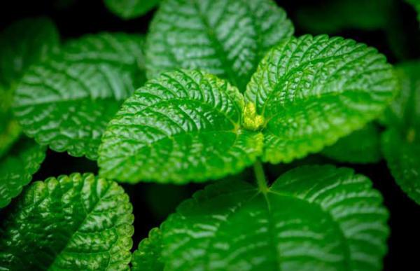 盆栽薄荷草怎么养?