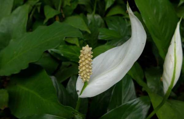 盆栽白鹤芋怎么养?