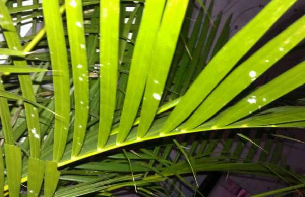 凤尾竹叶子发黄怎么办?