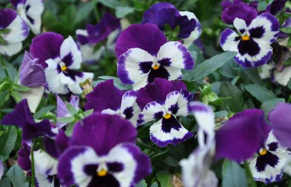 盆栽三色堇怎么养?