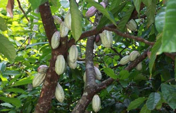 箭毒木产地在哪里?