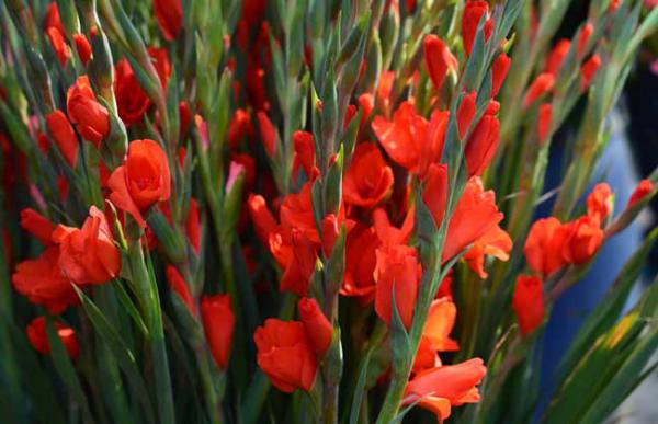 剑兰的花语和文化