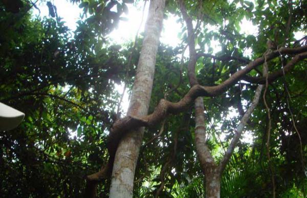 见血封喉的毒性有多强?