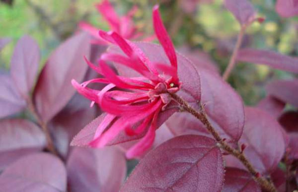 红花檵木盆景制作与养护