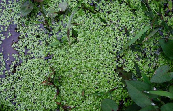 浮萍是什么意思?