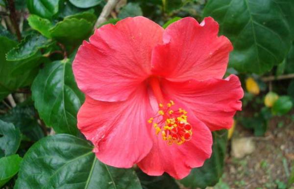 盆栽扶桑花怎么养?