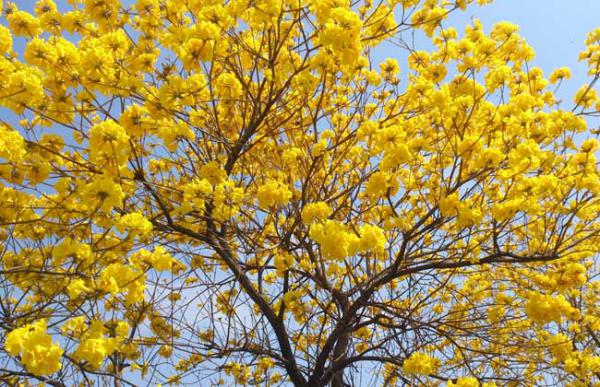 风铃木什么时候开花?