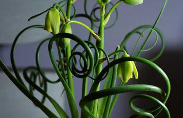 弹簧草怎么养才好？