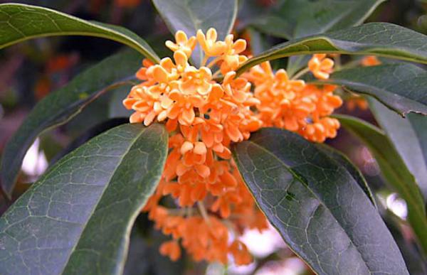 丹桂飘香是什么季节？