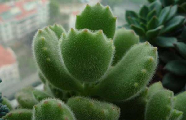 熊童子掉叶子怎么办?