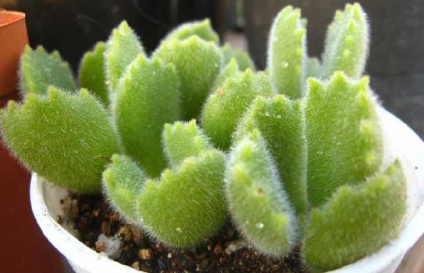 熊童子怎么繁殖?