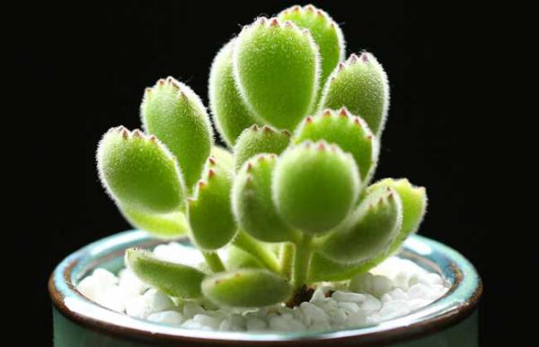 熊童子怎么养殖好?