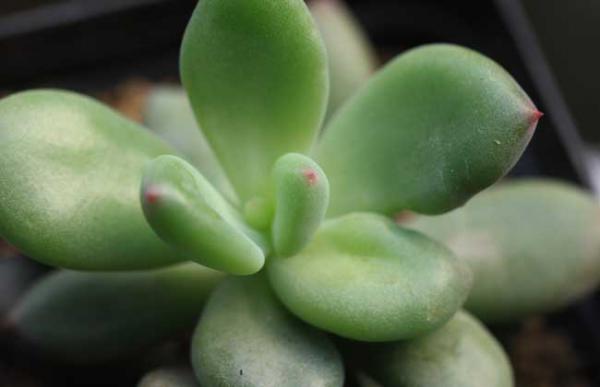 星美人怎么养殖好?