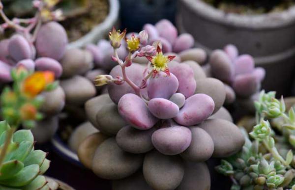 桃之卵怎么养殖好?