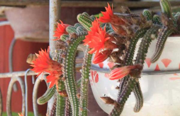 鼠尾掌怎么养殖好?