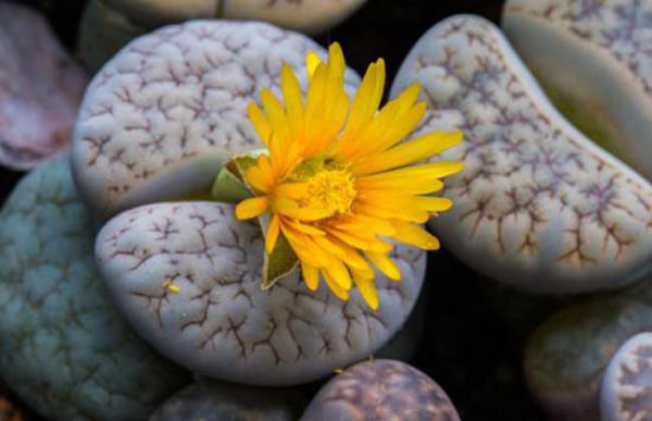 生石花怎么繁殖?