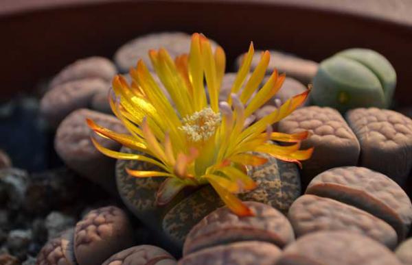 生石花怎么养殖好?