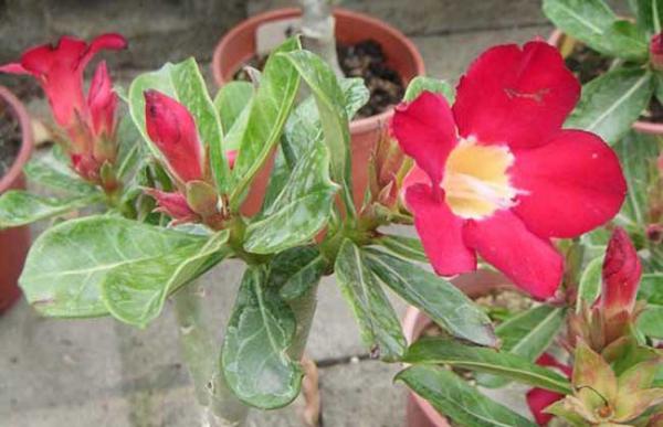 沙漠玫瑰有没有毒?