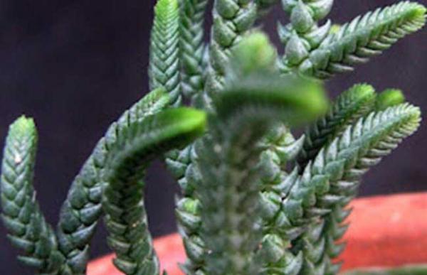 青锁龙怎么养殖好?