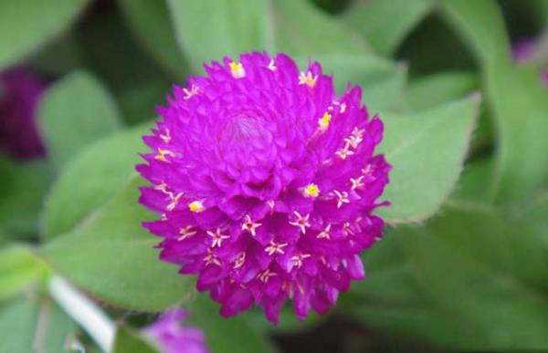 千日红种子怎么种?