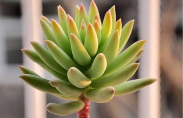 千佛手怎么养殖好?