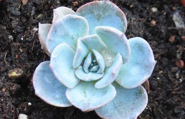 皮氏石莲怎么养殖?