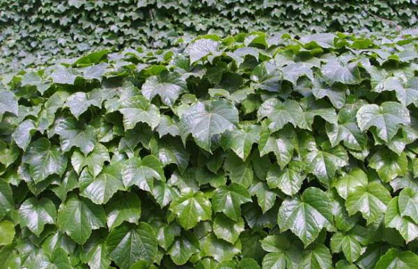 爬山虎怎么种植好?