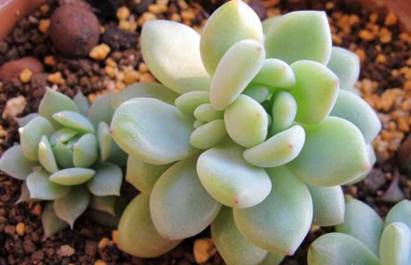 凝脂莲怎么养殖好?