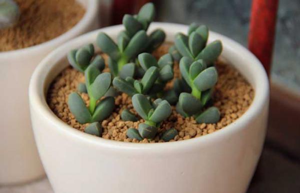 鹿角海棠怎么繁殖?